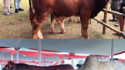 Pemkab Bogor Bersama APPSI Gelar Kontes Sapi