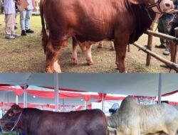 Pemkab Bogor Bersama APPSI Gelar Kontes Sapi