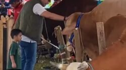 Ketua DPRD Kabupaten Bogor Sastra Winara Tinjau Kontes Sapi APPSI, Sapi Berbobot Lebih dari Satu Ton Jadi Sorotan